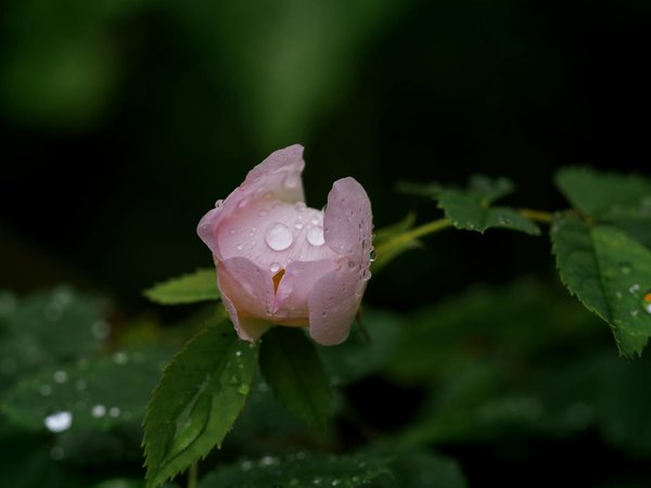 Découvrez les trésors de la boutique de lierre