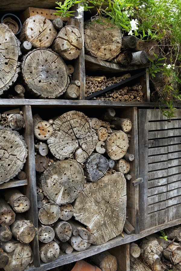 Qu'est-ce qu'un insecte xylophage et son impact sur les structures en bois ?
