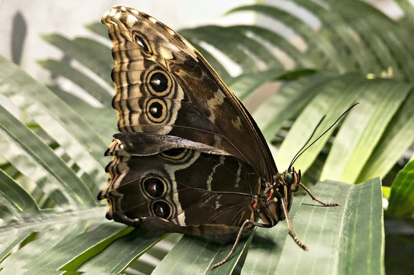 Nématodes pour papillon palmier et charançon rouge : une application facile et plus vite