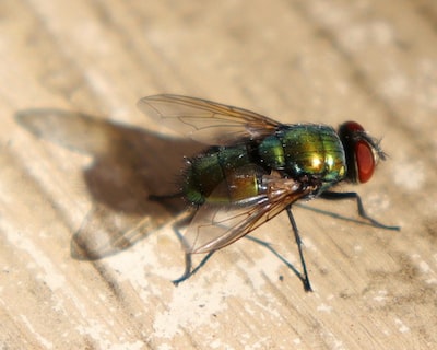 De quoi se nourrit une mouche ?