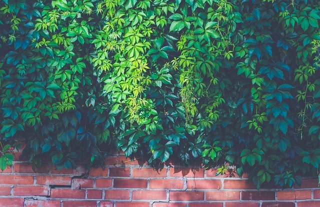 Les murs végétaux en ville : est-ce une solution écologique pour l’environnement urbain ?