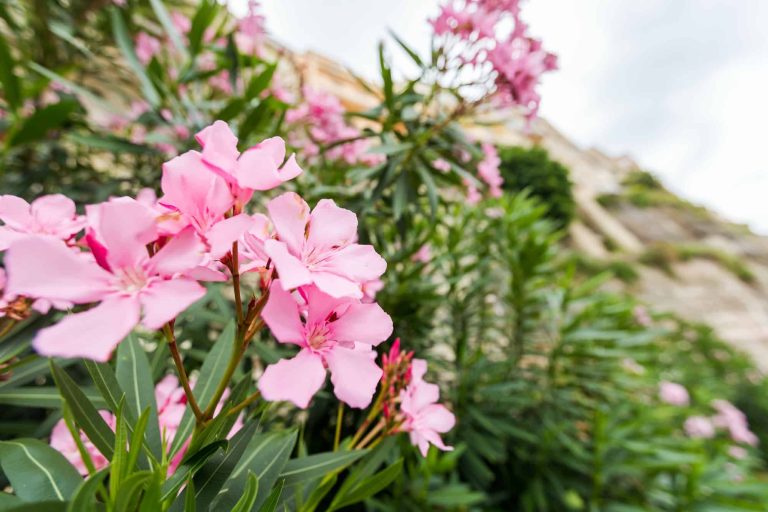 Pourquoi choisir des plantes qui résistent au soleil dans votre jardin ?